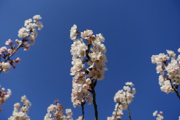 日本の美しい桜