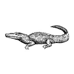 Fototapeta premium Ręcznie rysowane aligatora. Szkic, ilustracji wektorowych.