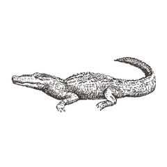 Fototapeta premium Hand drawn alligator. Sketch, vector illustration.