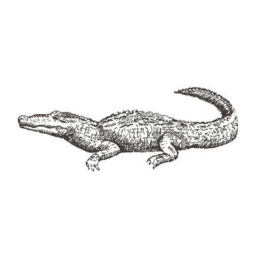 Hand drawn alligator. Sketch, vector illustration.