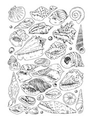 hand drow seashells color sketch