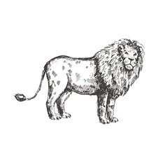 Hand drawn lion. Sketch, vector illustration.