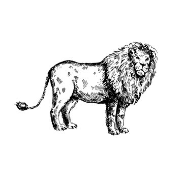 Hand drawn lion. Sketch, vector illustration.