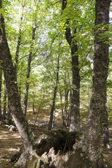 Obraz premium trunks of an old green chestnut forest in autumn 