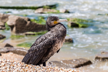 Image with cormorant.