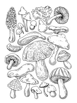 hand drow mushrooms sketch