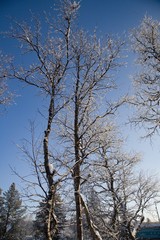 frozen trees in winter lappland