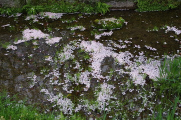 桜と川のせせらぎ