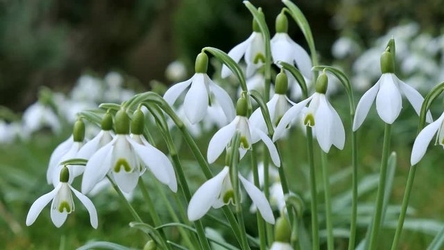 Snowdrops blooming in spring