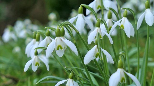 Snowdrops blooming in spring