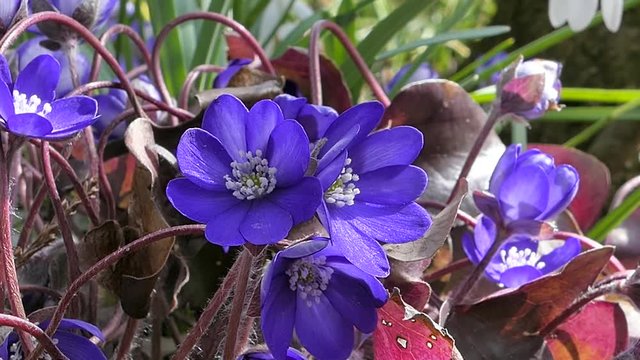 liver-moss violet forest flower
