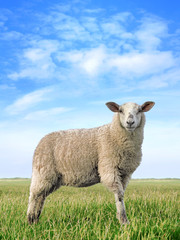 The pretty sheep standing on field