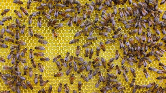 Movement bees on a honeycomb.
Videos (photo) made against sunlight. It creates an interesting background from chaotically moving bees in the same plane.
