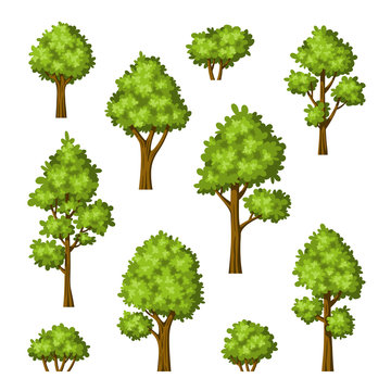 Collection of different trees and bushes