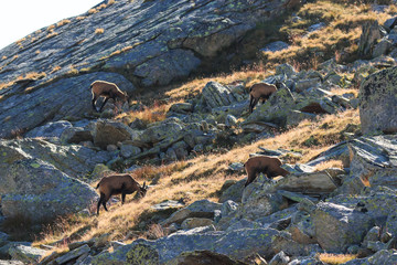 Camosci (Rupicapra rupicapra) in alta Valnontey, nel Parco Nazionale del Gran Paradiso