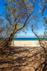 Fototapeta na wymiar Path leading through trees to a sandy beach in Corsica