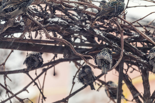 Many common european starling birds on grape vine while snowfall