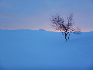 Fototapeta na wymiar beautiful frozen trees in northern lappland