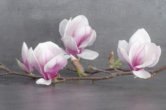 Fototapeta Wunderschöner blühender Magnolienzweig
