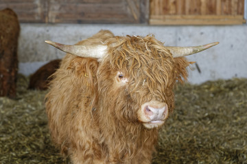 highland cattle