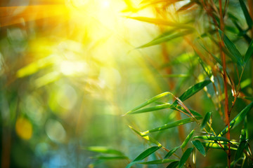 Bamboo forest. Growing bamboo over blurred sunny background. Nature backdrop