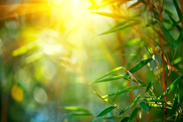 Afwasbaar Fotobehang Bamboe Bamboo Bos. Groeiende bamboe over wazig zonnige achtergrond. Natuur achtergrond