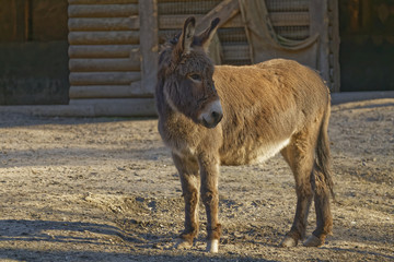 donkey