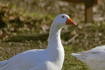 ducks and geese