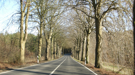 Allee, Deutsche Alleenstraße auf Rügen