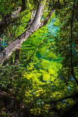 River in Abel Tasman National Park, New Zealand
