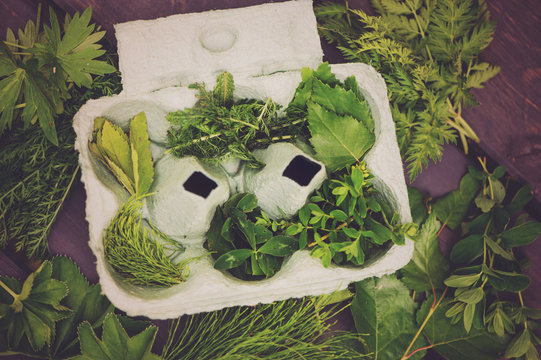 Summer Outdoor Activity For Kids - Scavenger Hunt, Leaves Sorting In Egg Box, Nature Exploration