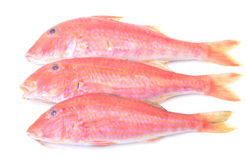 Fish mullet