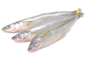 Smelt fish