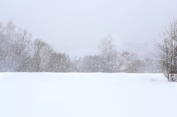 Winter snowfall background. Snowflakes falling on trees. Snow in forest. Nature landscape.