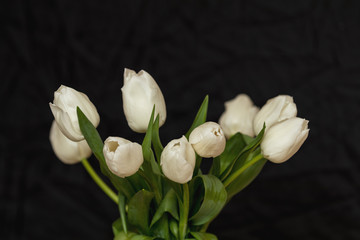 Naklejka premium Many white tulips on black surface. Beautiful romantic background.