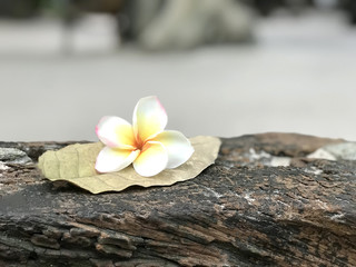 Fototapeta na wymiar Frangipani flower on wooden table