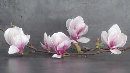 Poster Wunderschöner blühender Magnolienzweig isoliert auf anthrazitem Hintergrund © Corri Seizinger