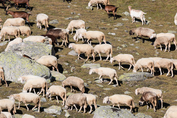 Fototapeta premium gregge di pecore in alta montagna