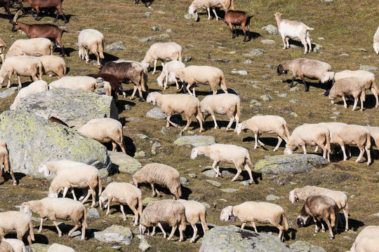 gregge di pecore in alta montagna