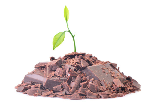 Chocolate tree