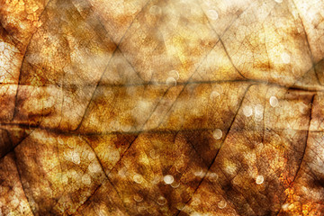 Golden Summer Abstract Background