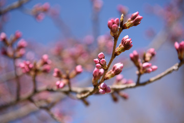 エドヒガン　桜の蕾