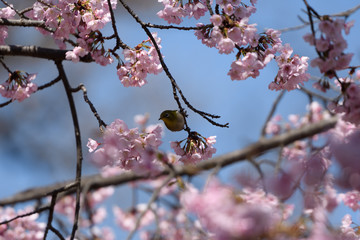 大寒桜とメジロ