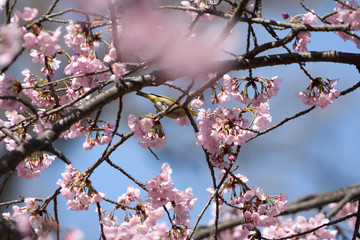大寒桜とメジロ
