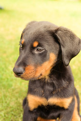 chiot de beauceron sur la plage