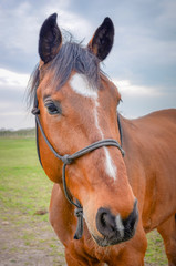 Obraz premium beau cheval en gros plan