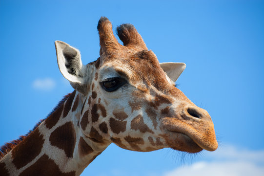 the head of a giraffe against a blue sky