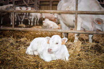 veau charolais dans l'étable