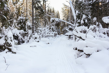 Fototapeta na wymiar Ski track in the winter forest.