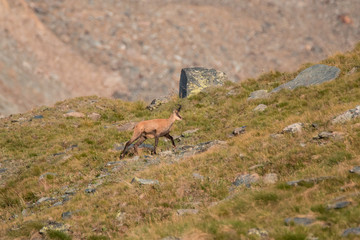 Camoscio (Rupicapra rupicapra) in alta Valnontey, nel Parco Nazionale del Gran Paradiso